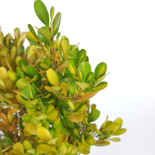 Buxus Leaf