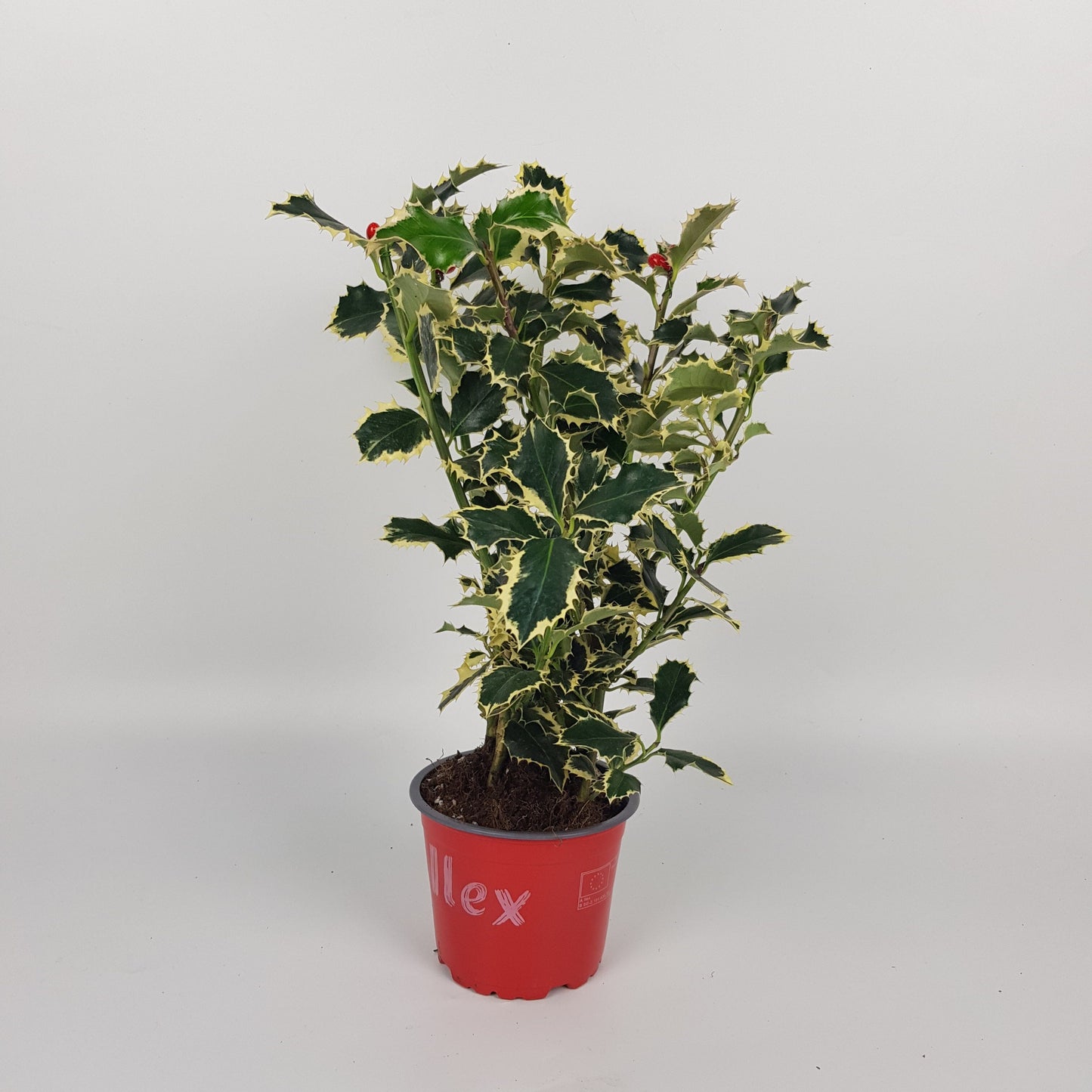 Ilex Aquifolium (P120)