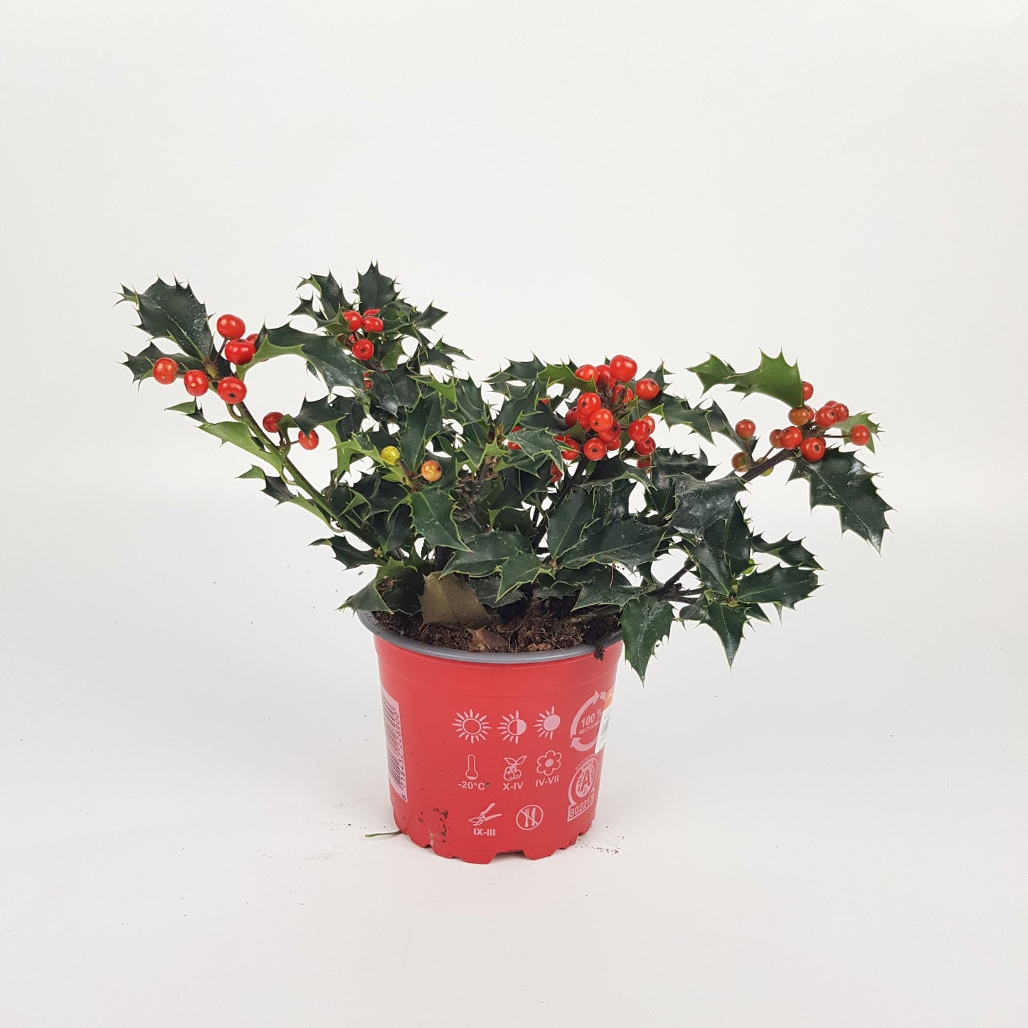 Ilex Argentea (P120)