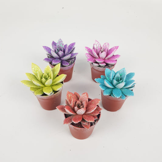 Echeveria - Assorted Colors