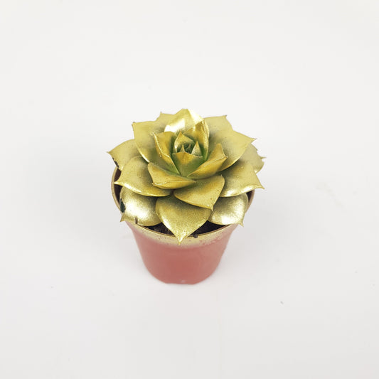 Echeveria - Gold