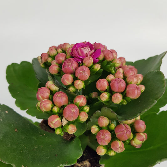 Kalanchoe - P80