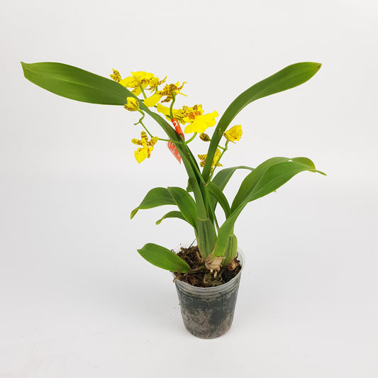 Oncidium / Dancing Lady Orchid Plant