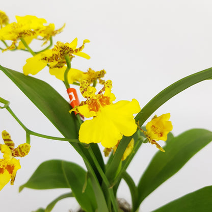 Oncidium / Dancing Lady Orchid Plant