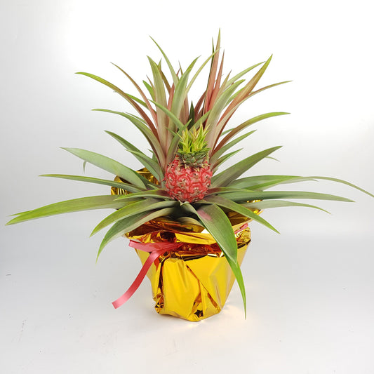 Pot Pineapple