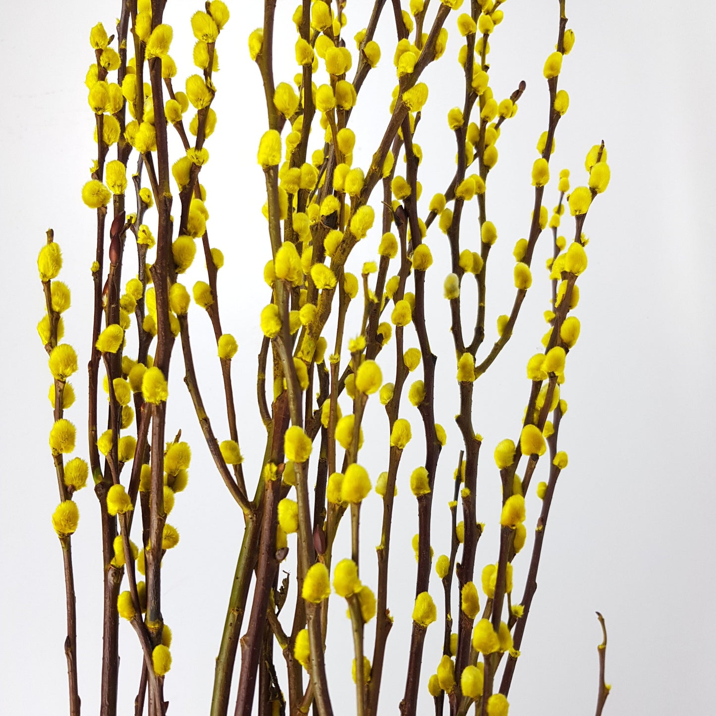 Pussy Willow Spray 5Ft - Yellow (9-10 Stalks)