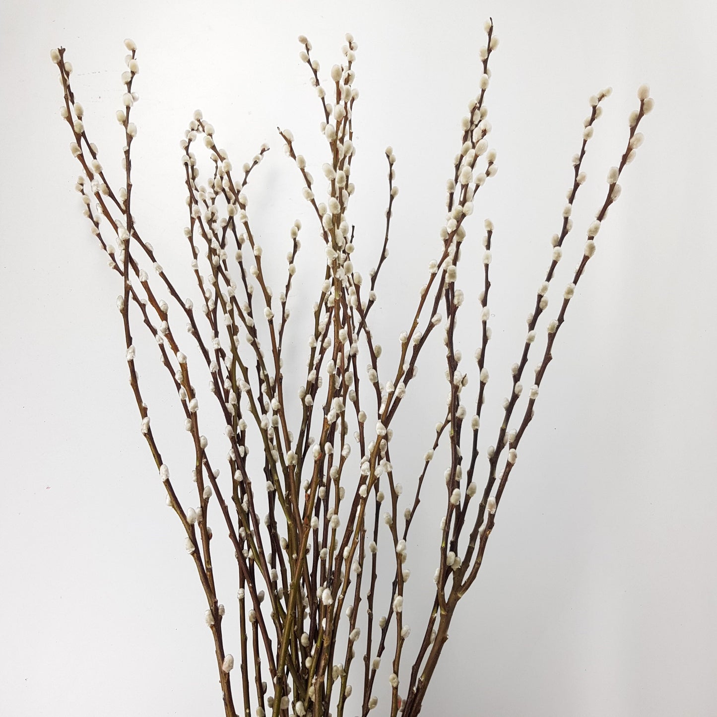 Pussy Willow Spray 5Ft - Natural (9-10 Stalks)