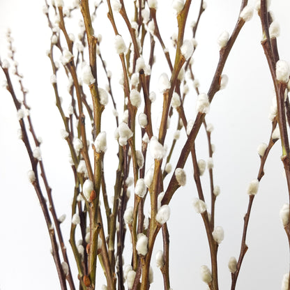 Pussy Willow Spray 5Ft - Natural (9-10 Stalks)