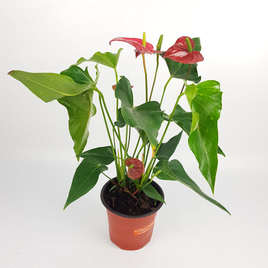 Anthurium - Red (P110)