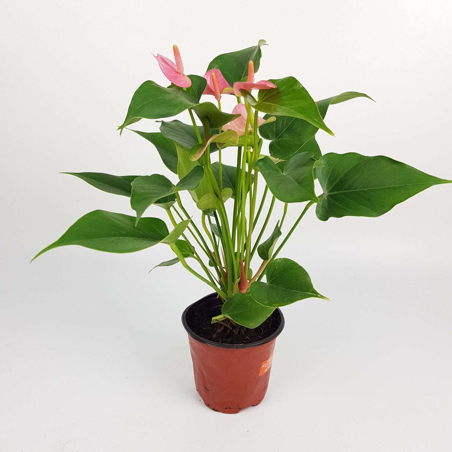 Anthurium - Pink (P120)