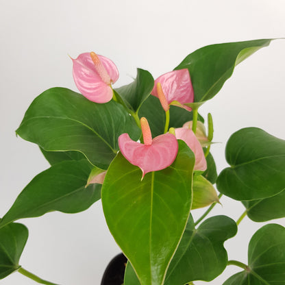 Anthurium - Pink (P120)