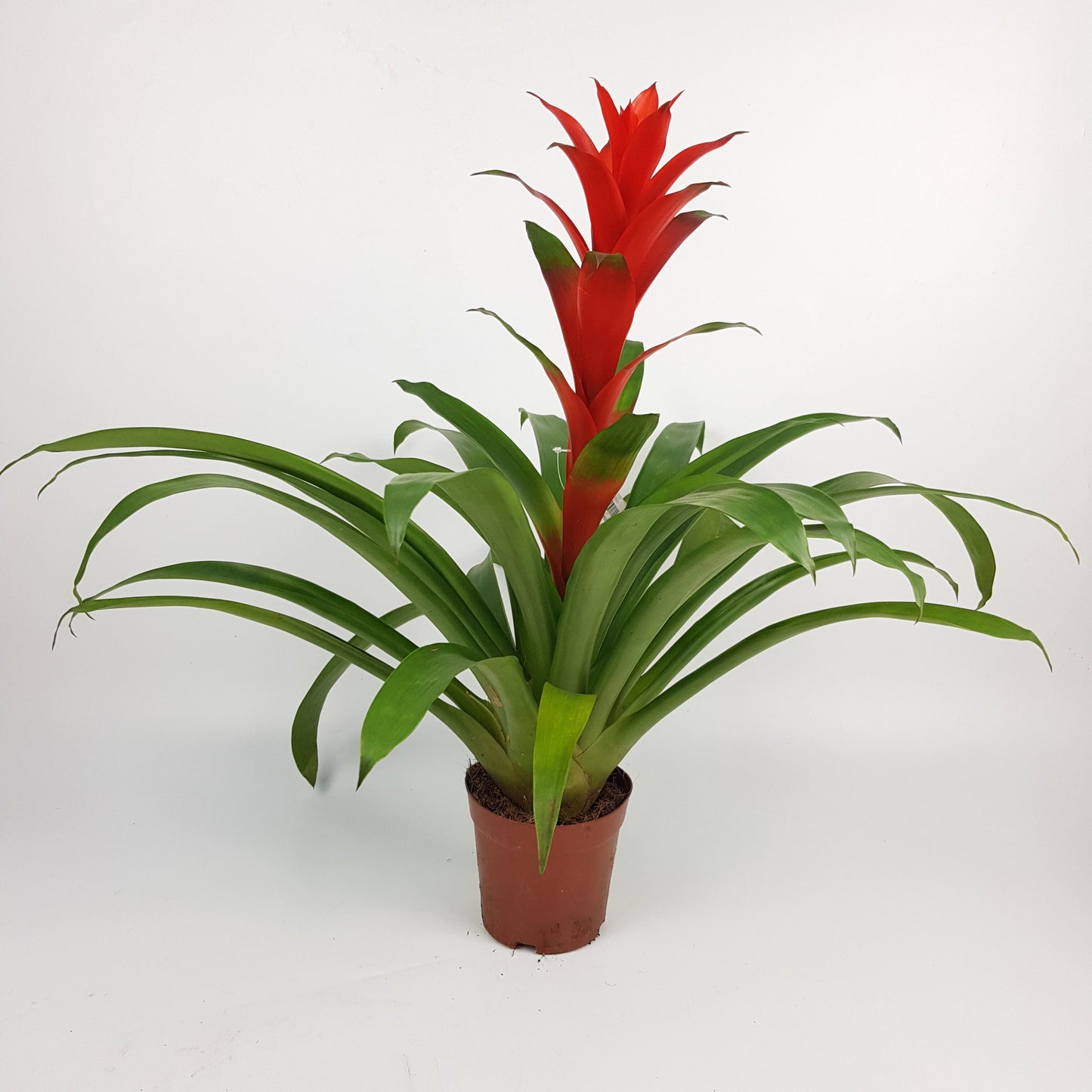 Guzmania - Red