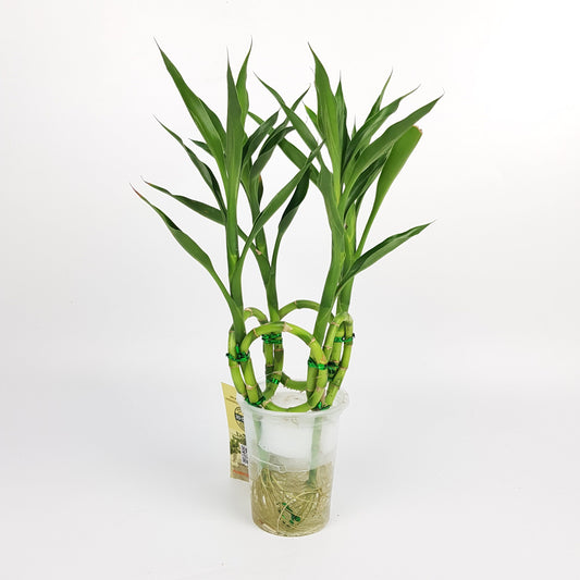 Lucky Bamboo (Hydroponic Pot)