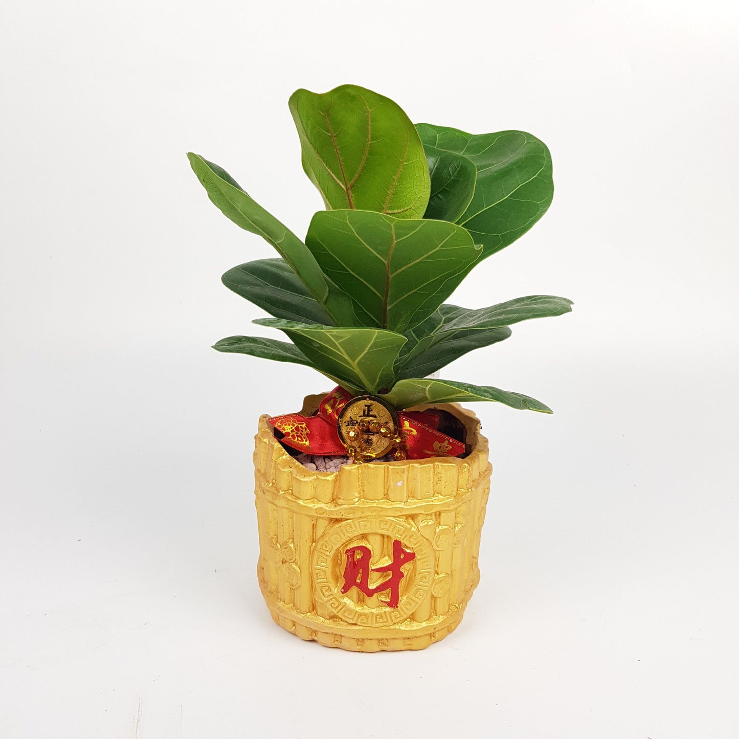 Ficus Lyrata Arrangement - Wealthful Bag