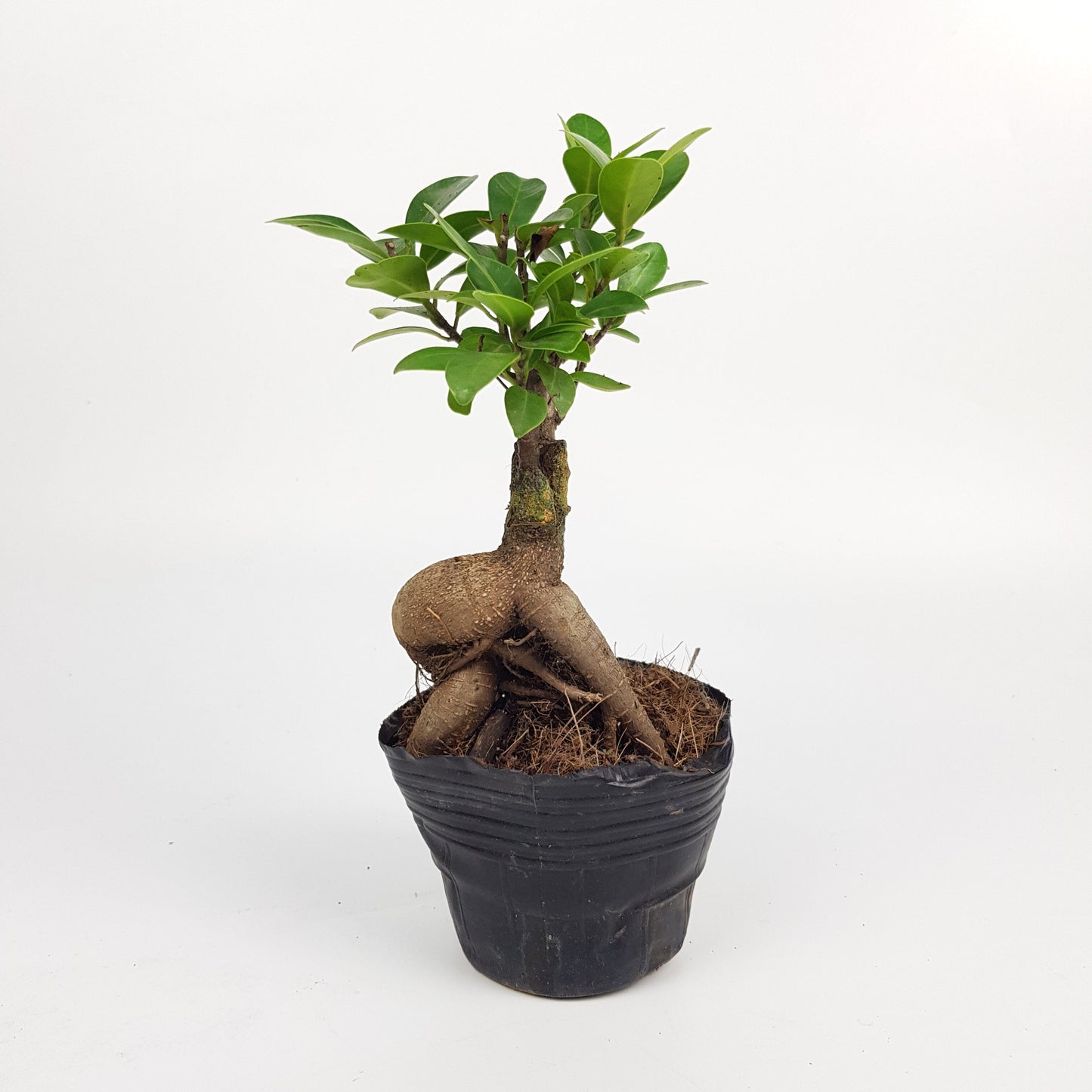 Ficus Mini Ginseng