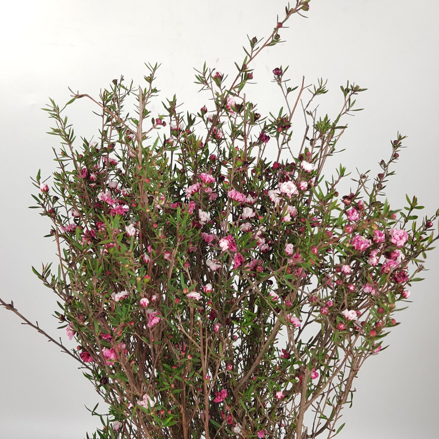 Leptospermum - Pink