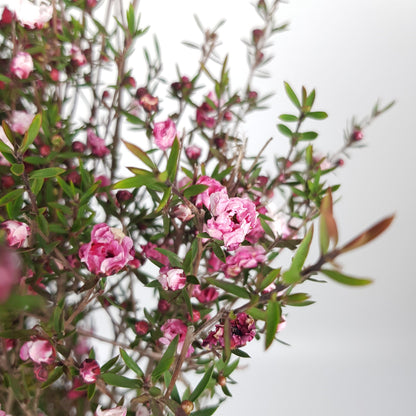 Leptospermum - Pink