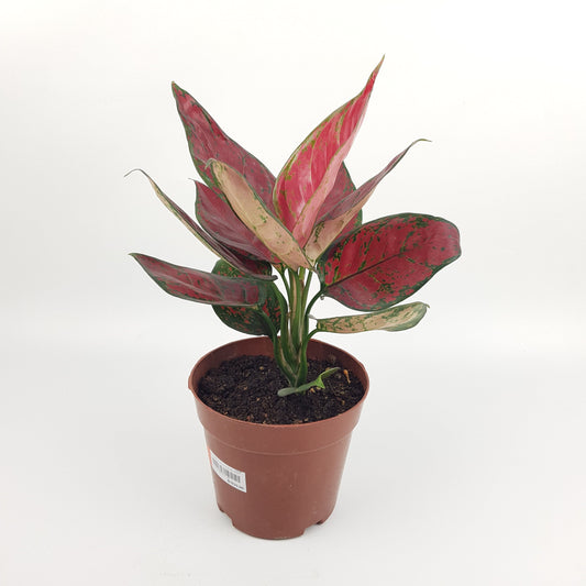 Aglaonema Black Rose (P160)