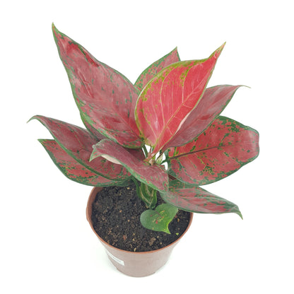 Aglaonema Black Rose (P160)