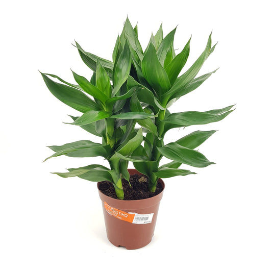 Dracaena Lotus Bamboo 3 Stems (P140)