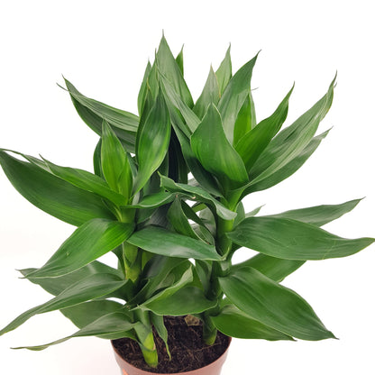 Dracaena Lotus Bamboo 3 Stems (P140)