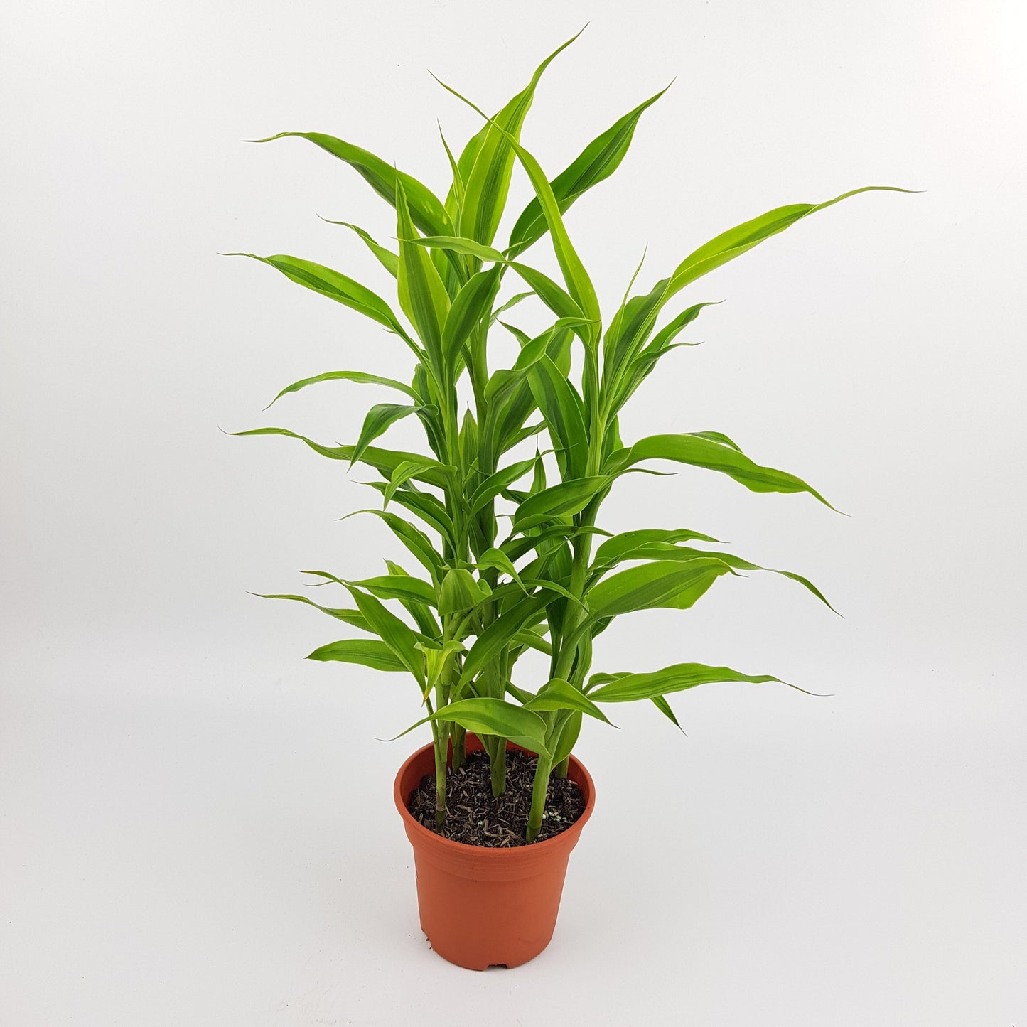 Dracaena Sanderiana - 2 Tone Green (P120)