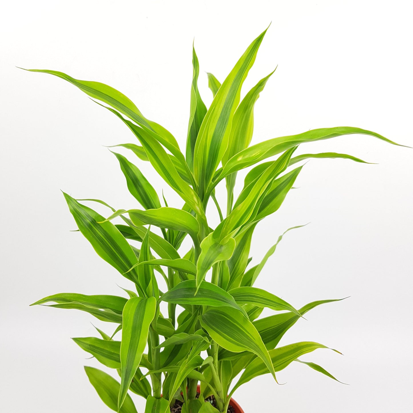 Dracaena Sanderiana - 2 Tone Green (P120)