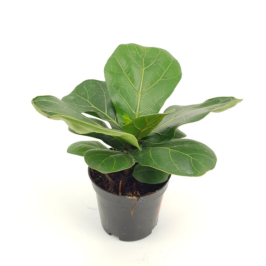 Pot Ficus Lyrata Bambino (P90)