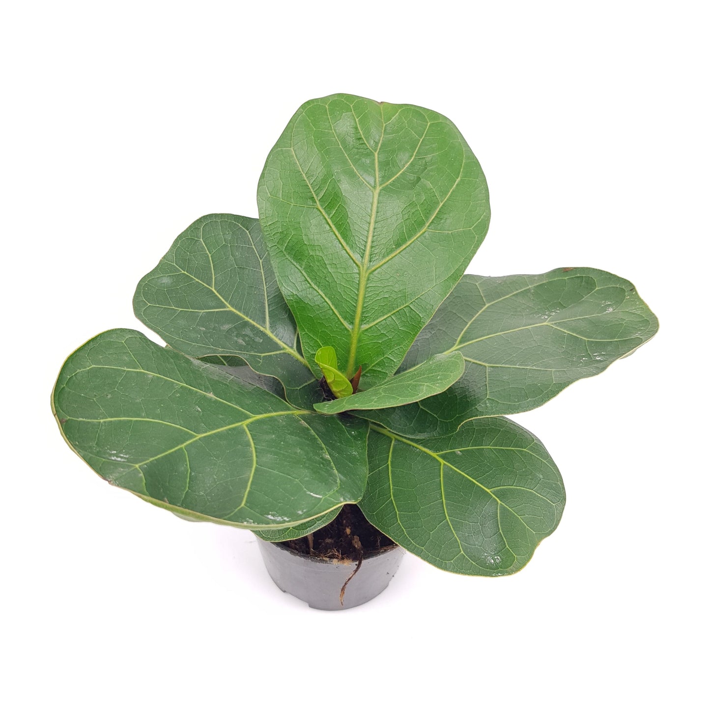 Pot Ficus Lyrata Bambino (P90)