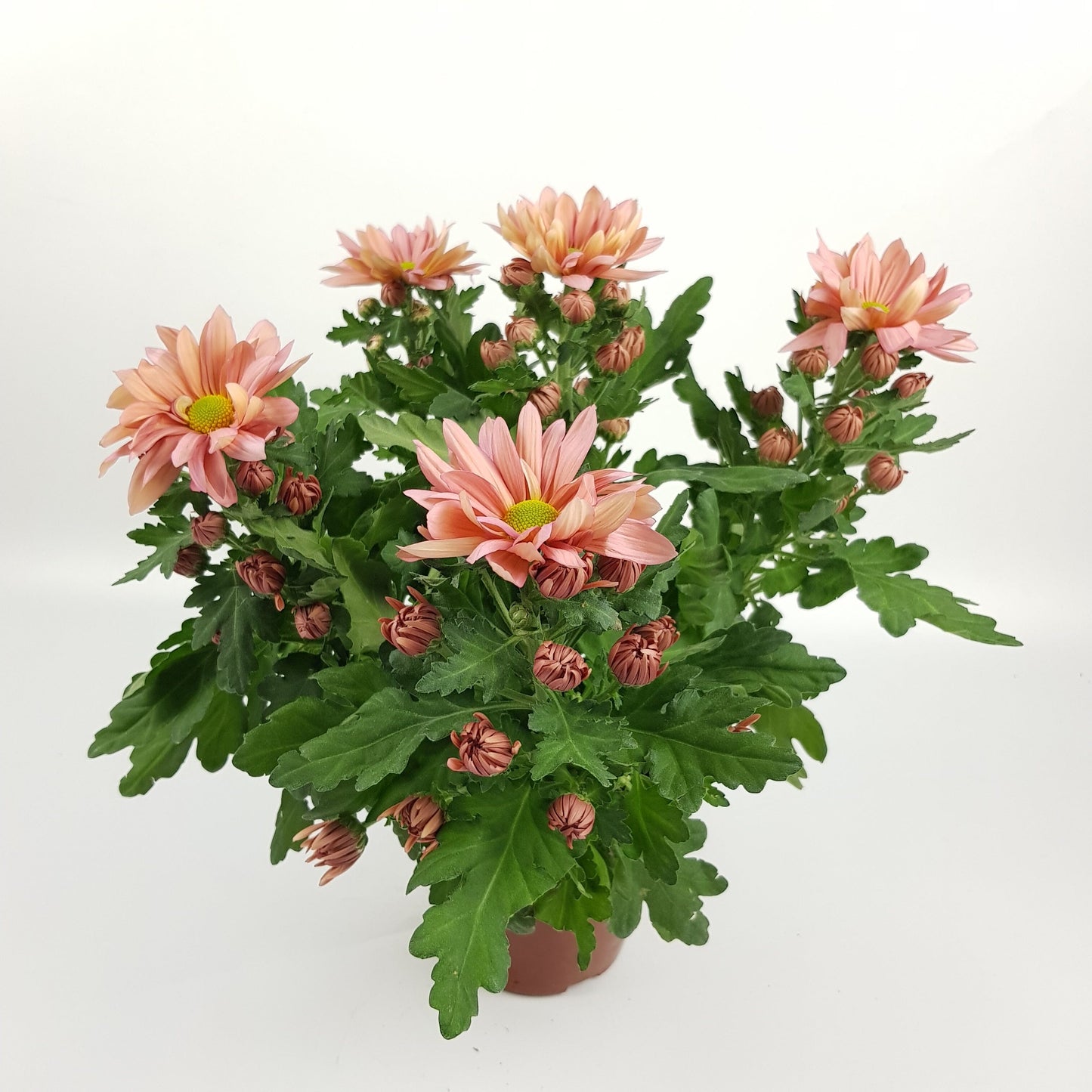 Chrysanthemum - Peach (P160)