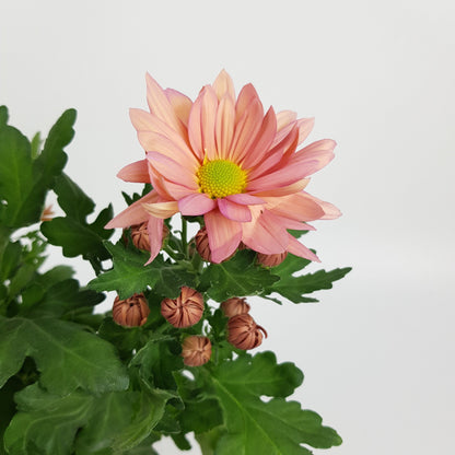 Chrysanthemum - Peach (P160)