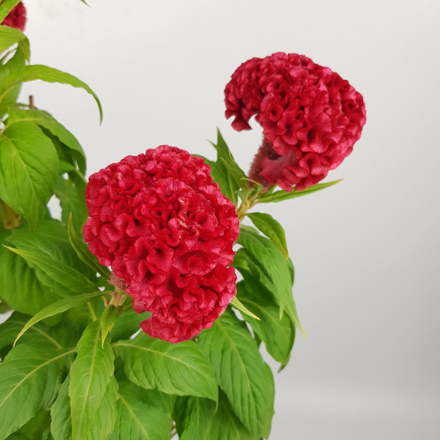 Pot Celosia (3ft)