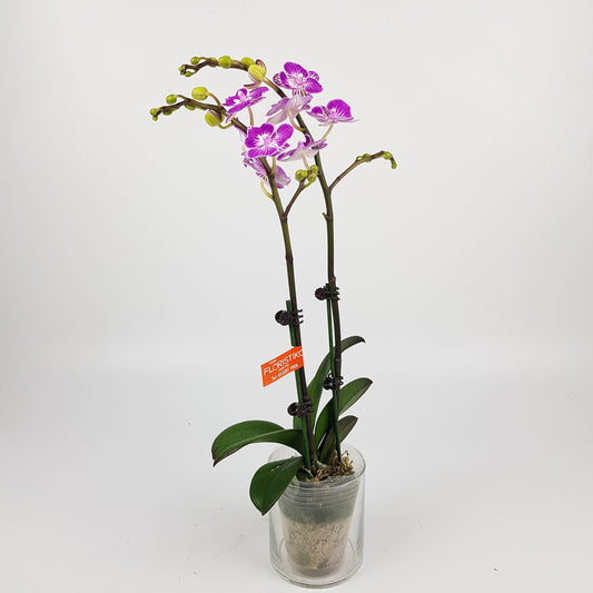 Phalaenopsis Mini Double Stem - 2 Tone Purple Stripe *Without Pot*