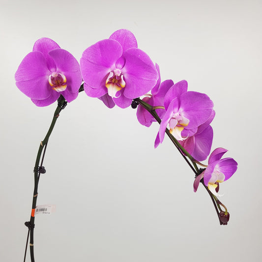 Phalaenopsis - Pink (Without Pot)