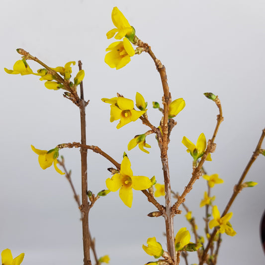 Forsythia - 120cm