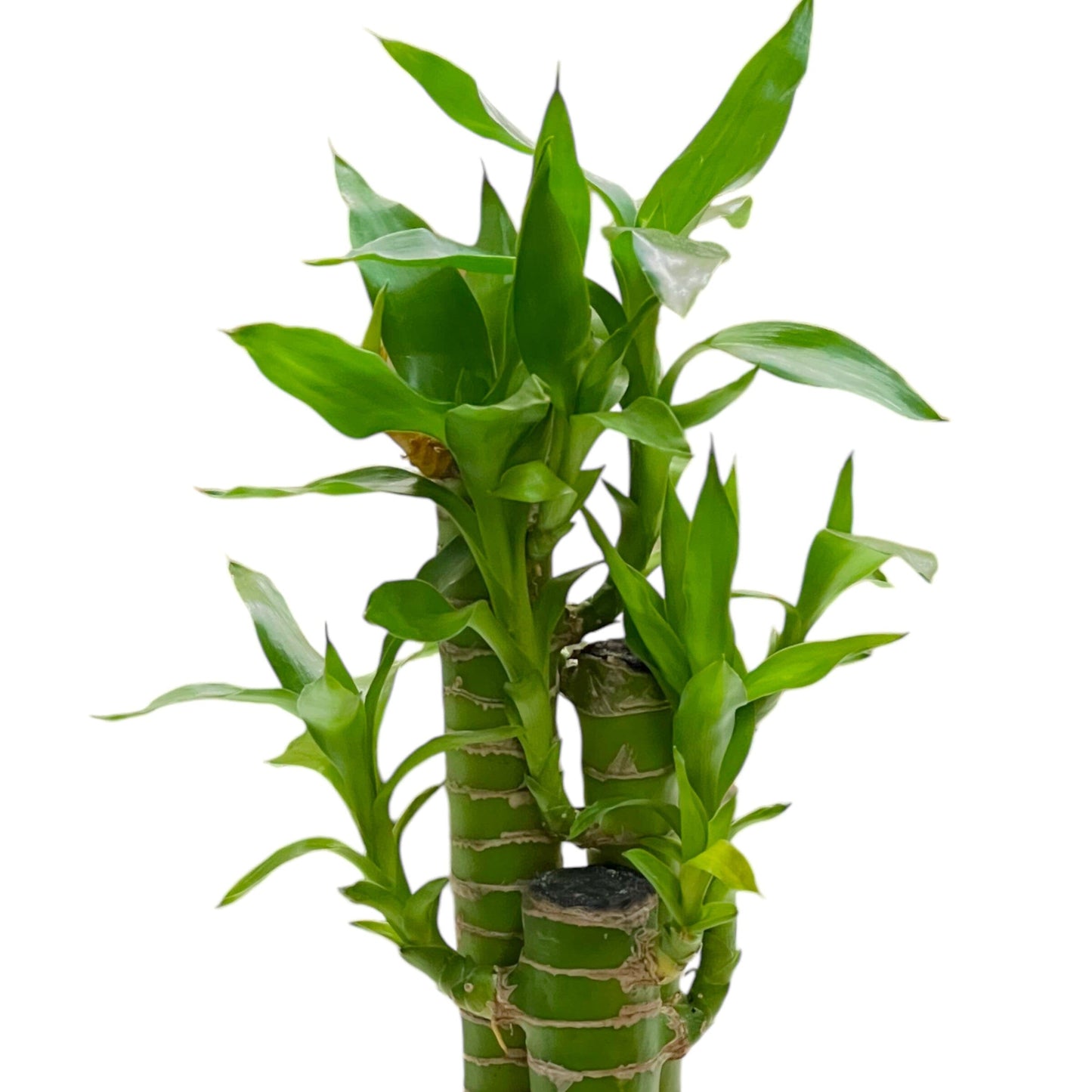 Dracaena Sanderiana P110 (Hydroponic Pot)