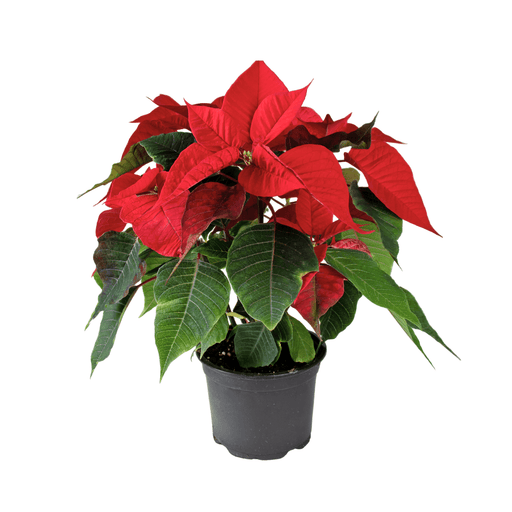 Pot Poinsettia (Local) - 2 Tone Red Green