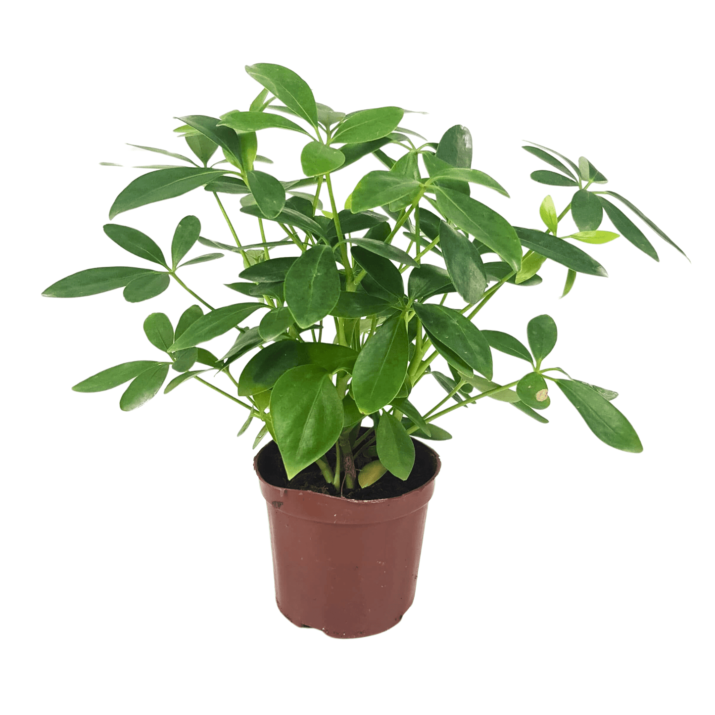 Pot Schefflera (P90)