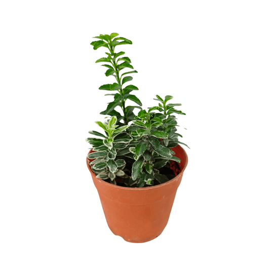 Pot Euonymus Mic P85 - Green