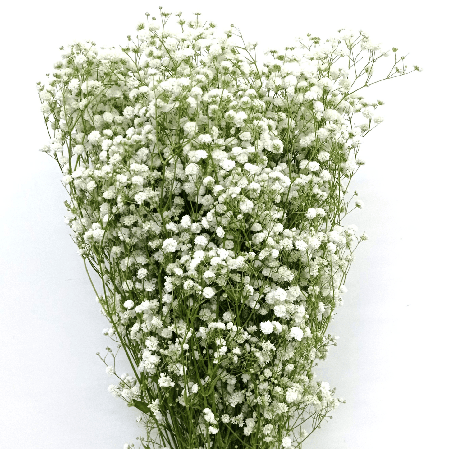 Gypsophila Million Stars / Baby's Breath - White (500g)