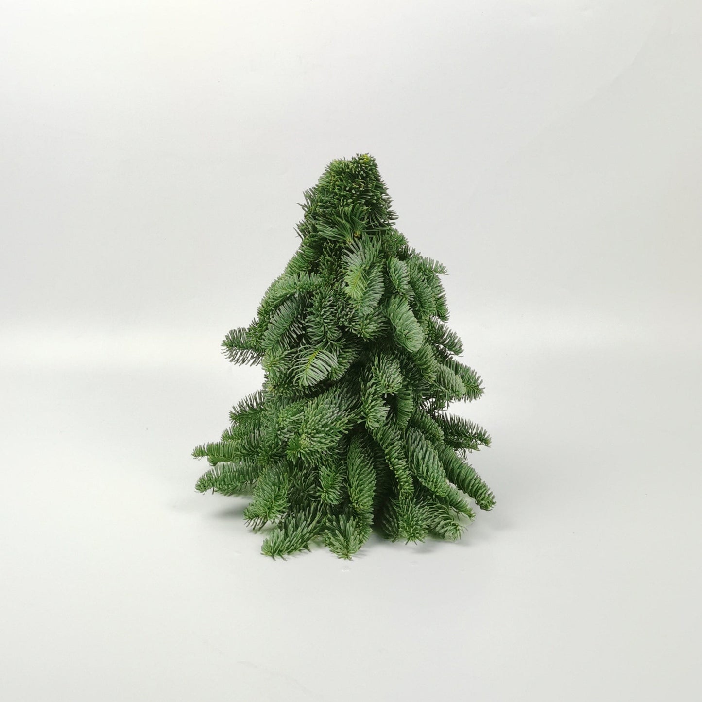 Mini Christmas Tree - Nobilis Fir (30cm)