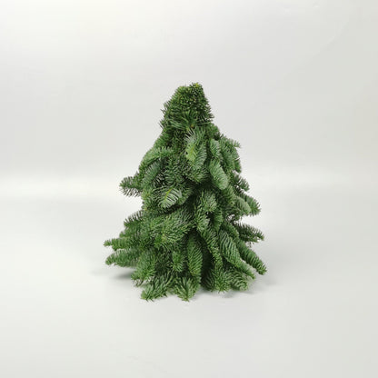 Mini Christmas Tree - Nobilis Fir (30cm)