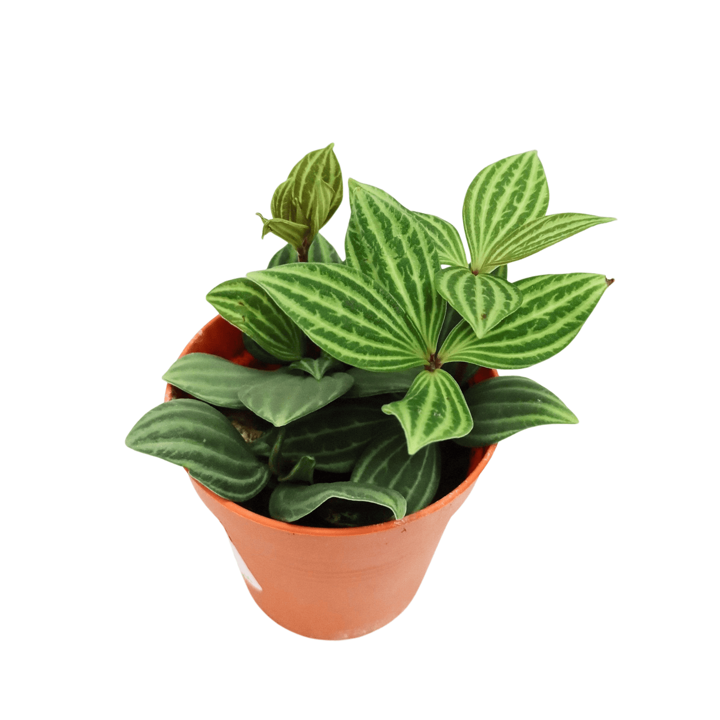 Pot Peperomia Puteo P85 - Green