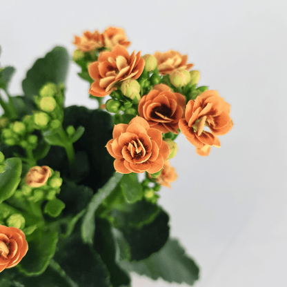 Kalanchoe - Pot 10.5cm