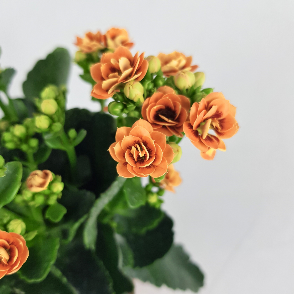 Kalanchoe (Local) - Pot 10.5cm