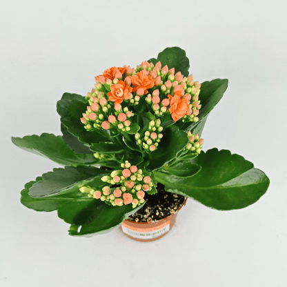 Kalanchoe - Pot 10.5cm