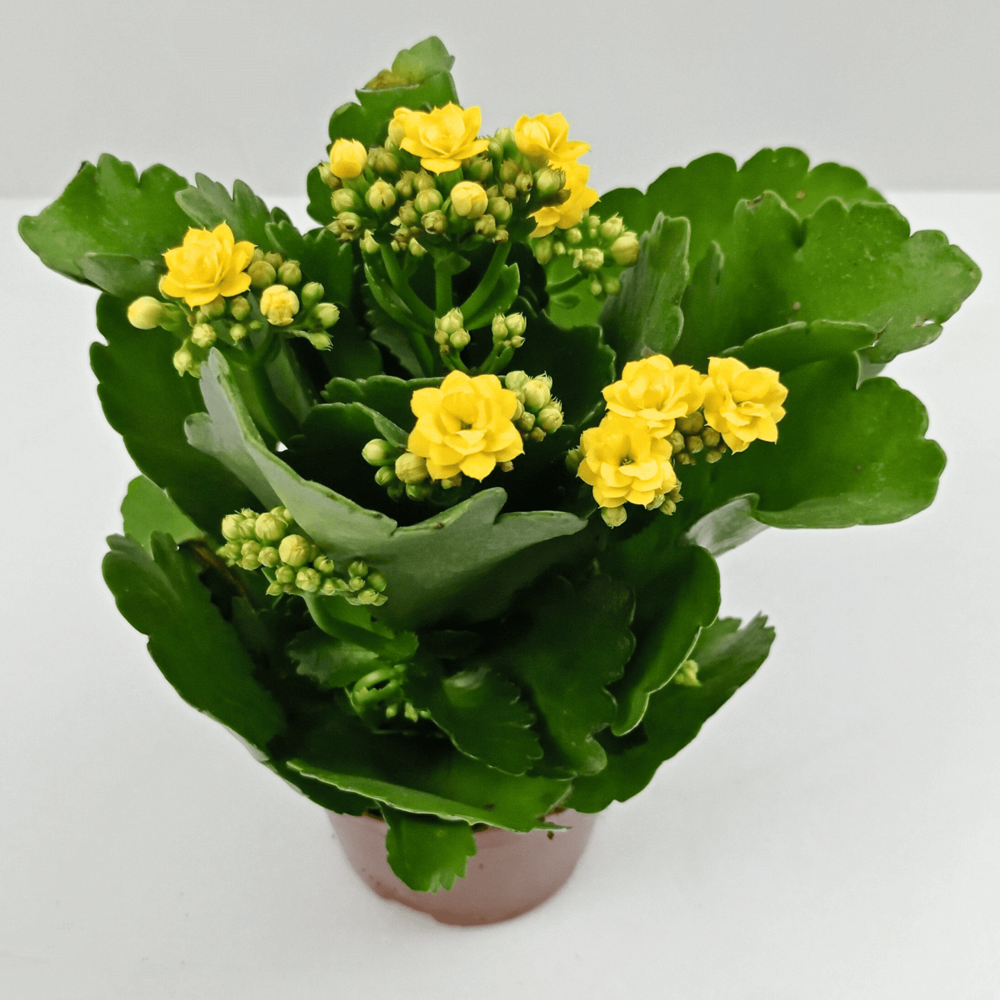 Kalanchoe - Pot 10.5cm