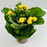 Kalanchoe (Local) - Pot 10.5cm