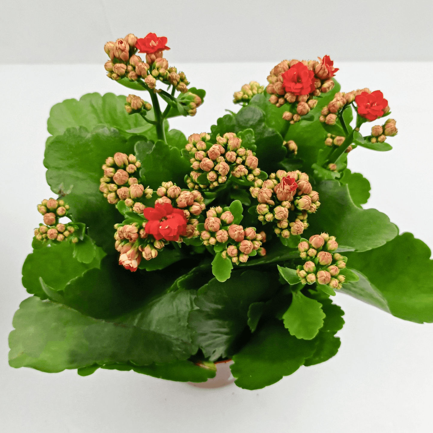 Kalanchoe - Pot 10.5cm