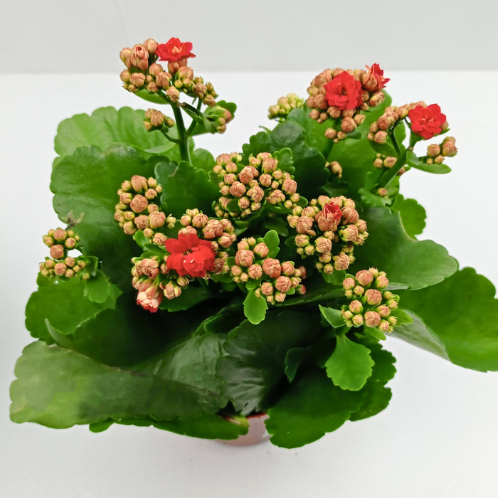 Kalanchoe (Local) - Pot 10.5cm